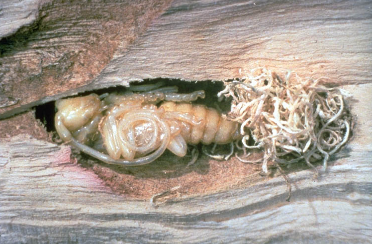 File:Anoplophora glabripennis - pupa inside log.jpg