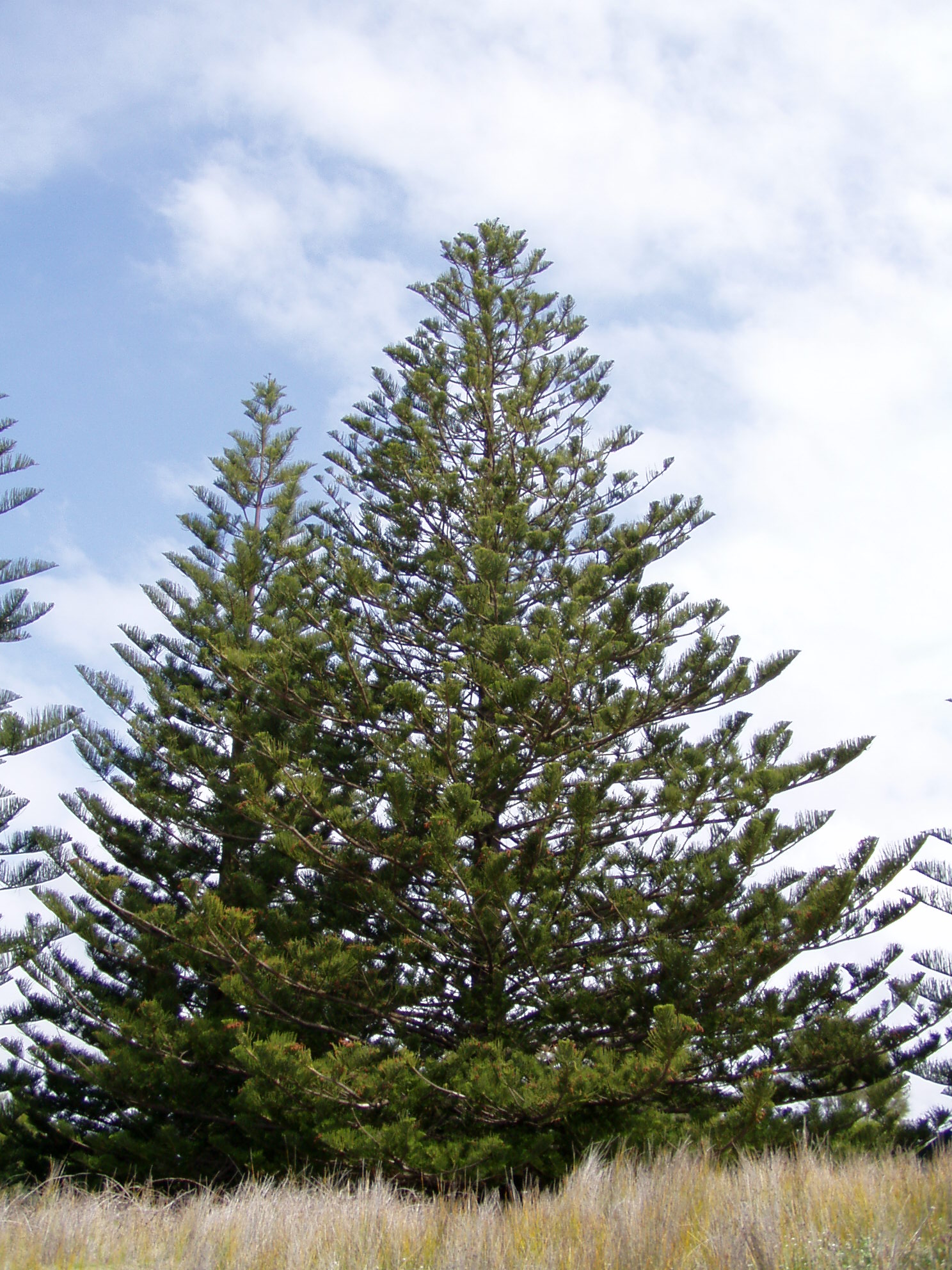 Size chart – Conifere