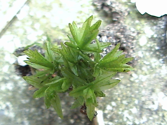 File:Atrichum undulatum (3).jpg