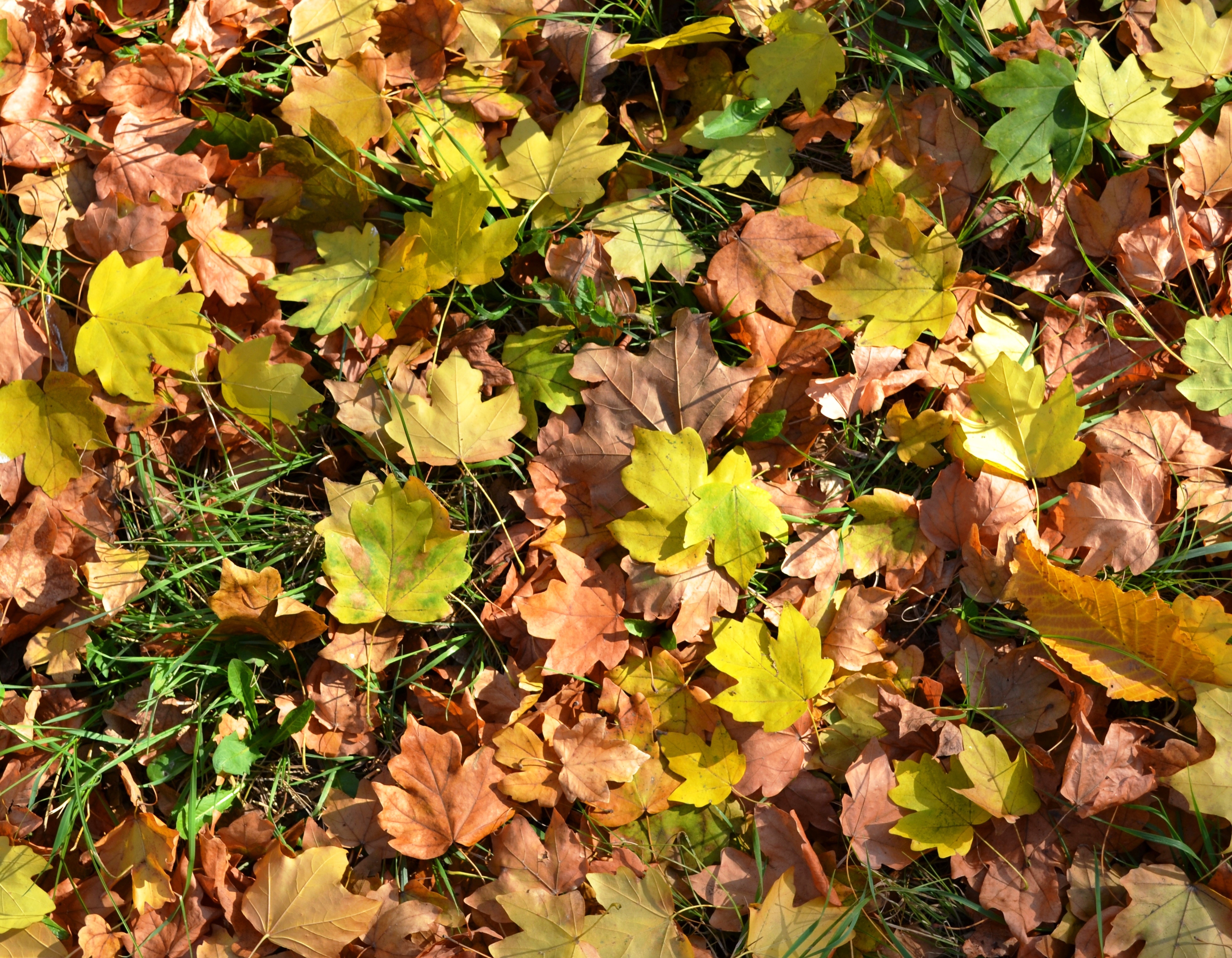 All the leaves are brown