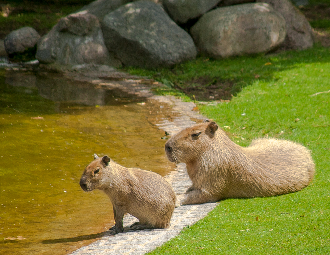 Capybara – Wikipedia