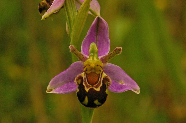 A photo of an orchid flower that resembles a bee's markings.