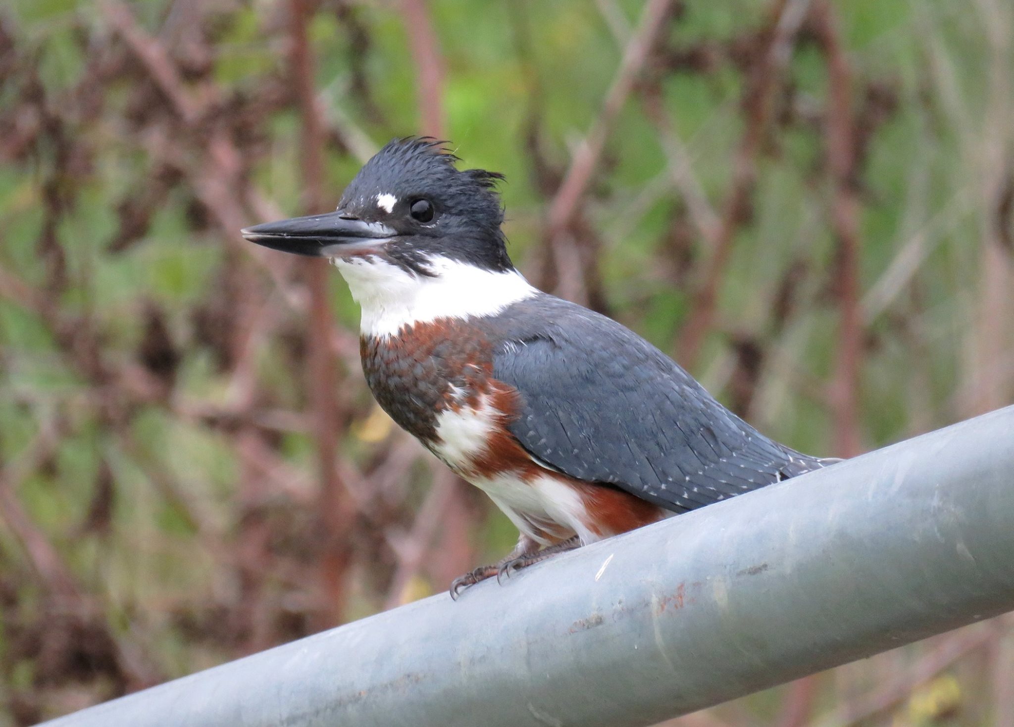 Burrowing Belted Kingfisher