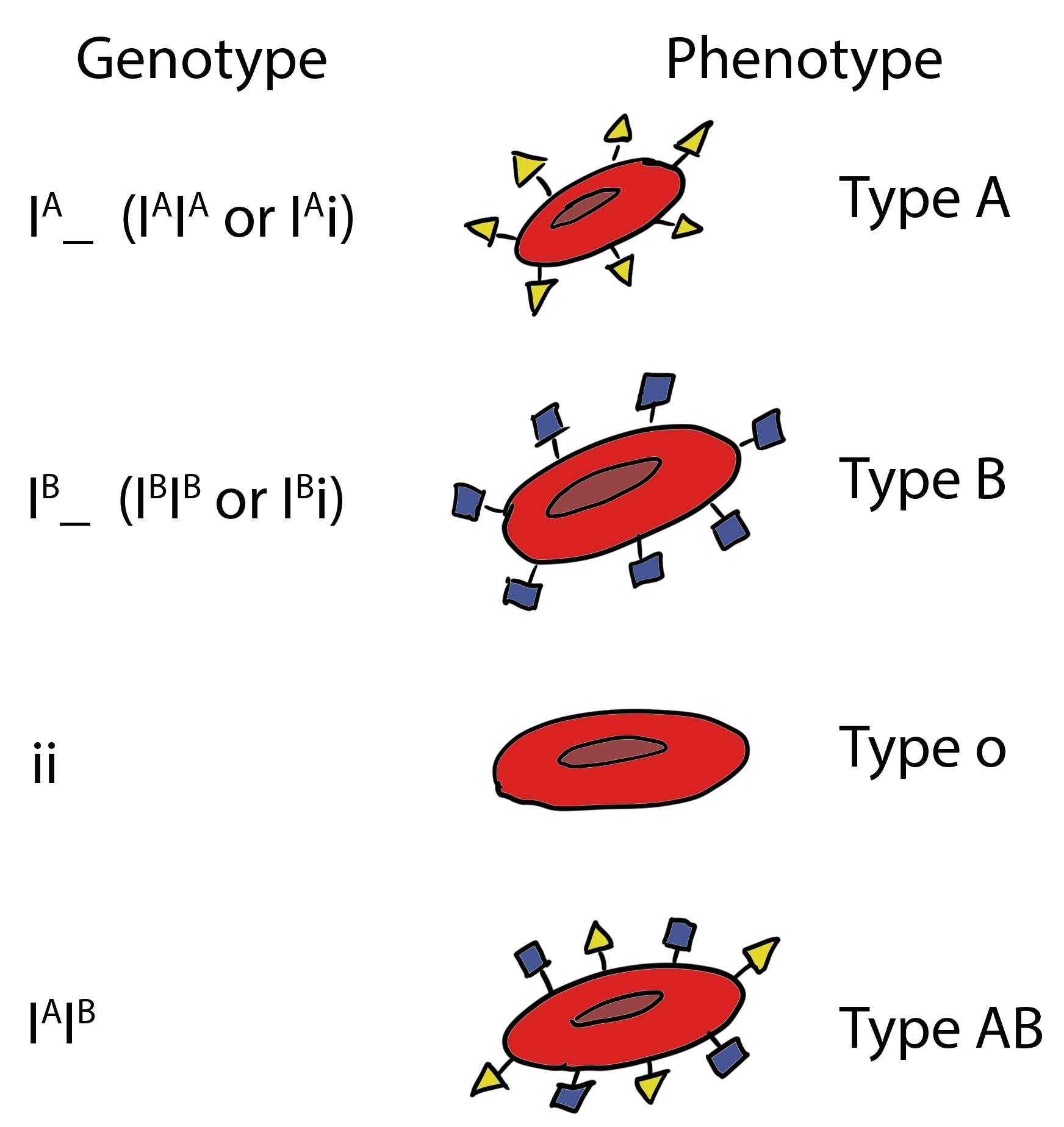 Red blood cells shown with different glycoproteins depending on blood type