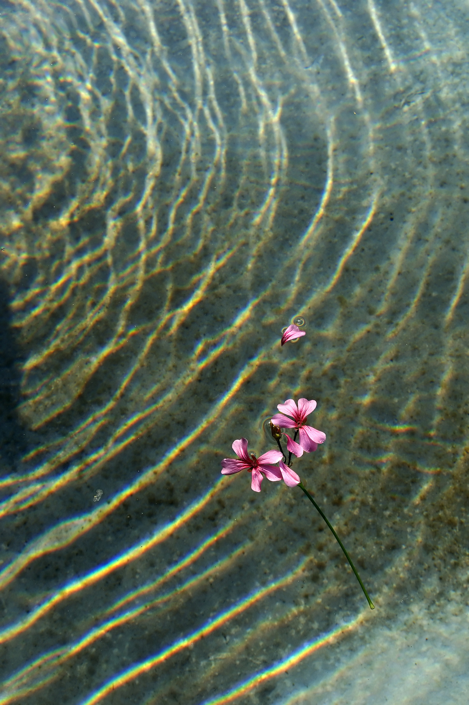 Picture of flowers in rippling water