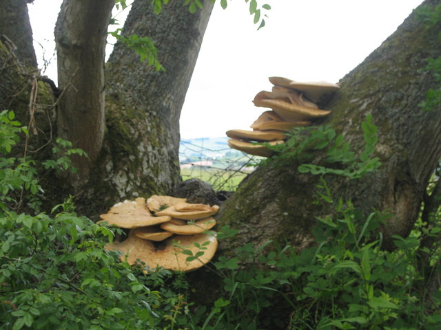 File:Bracket fungus on a tree near the Rhymers Stone - geograph.org.uk - 1722671.jpg