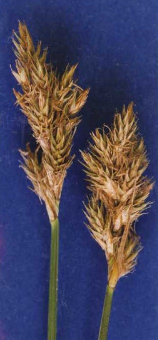 <i>Carex specifica</i> Species of grass-like plant