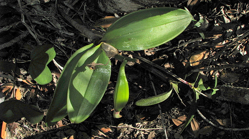 File:Cattleya granulosa Lindl. - Flickr - Alex Popovkin, Bahia, Brazil (9).jpg