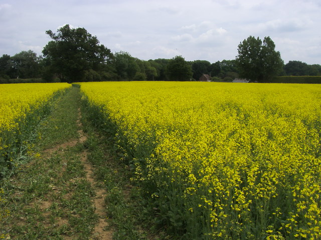 Chiltern Way - geograph.org.uk - 1566973