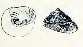 <i>Clanculus limbatus</i> species of mollusc