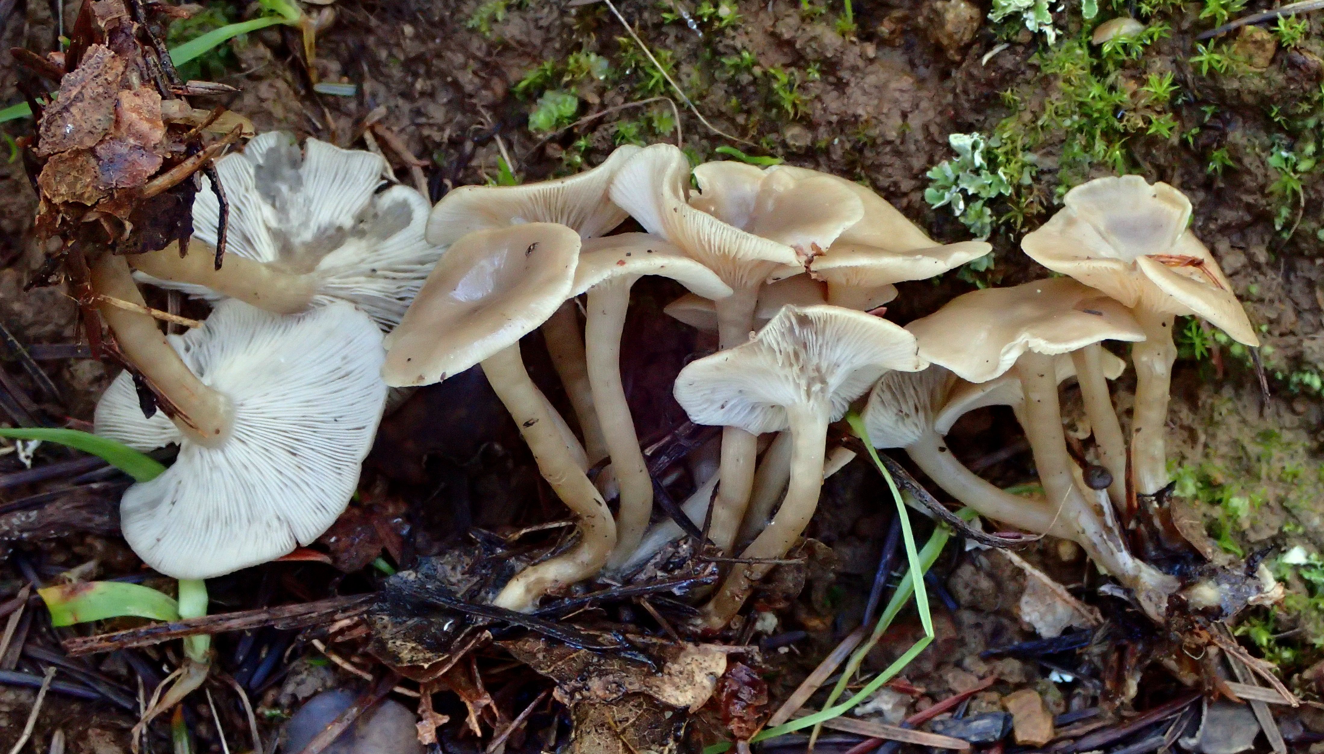 Говорушка бледноокрашенная. Clitocybe metachroa