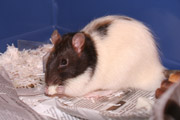 <span class="mw-page-title-main">National Fancy Rat Society</span>