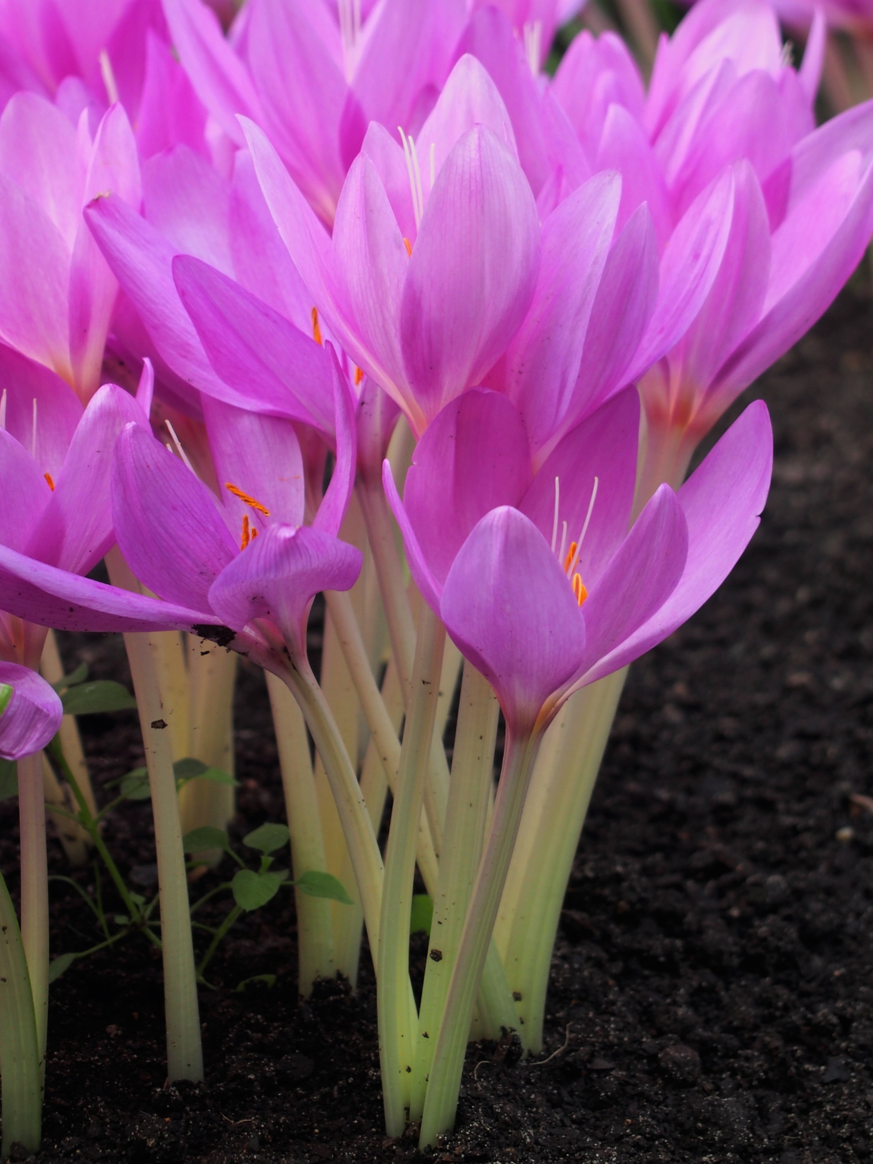 Colchicum woronowii