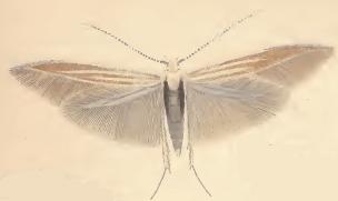 <i>Coleophora trifariella</i> Species of moth