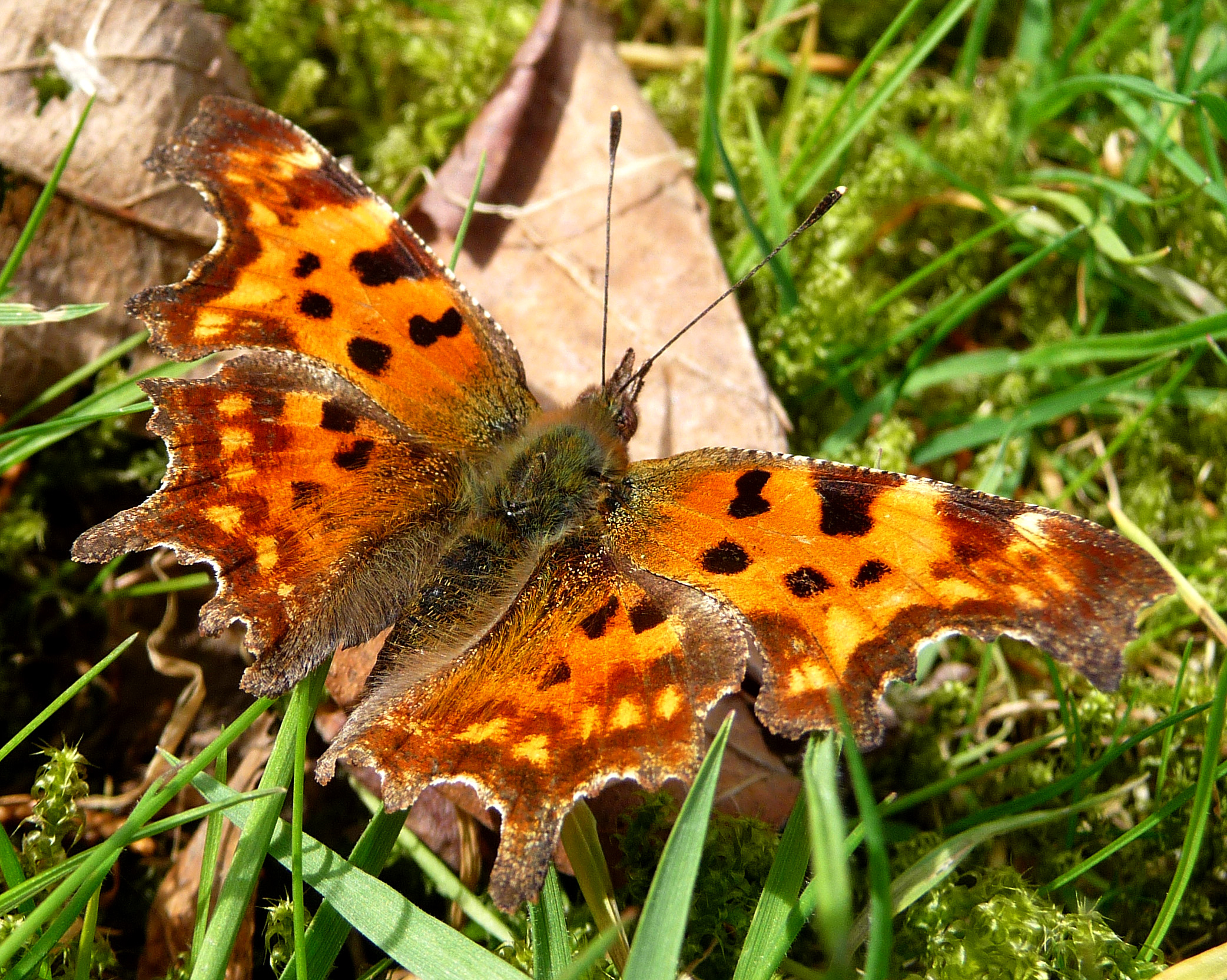 Albums flickr. Углокрыльница Южная. Полигония многоцветная. Polygonia musician. Polygonia g-argenteum.