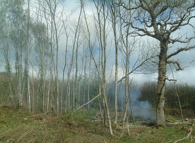 File:Coppicing chestnut at Godwood - geograph.org.uk - 164176.jpg