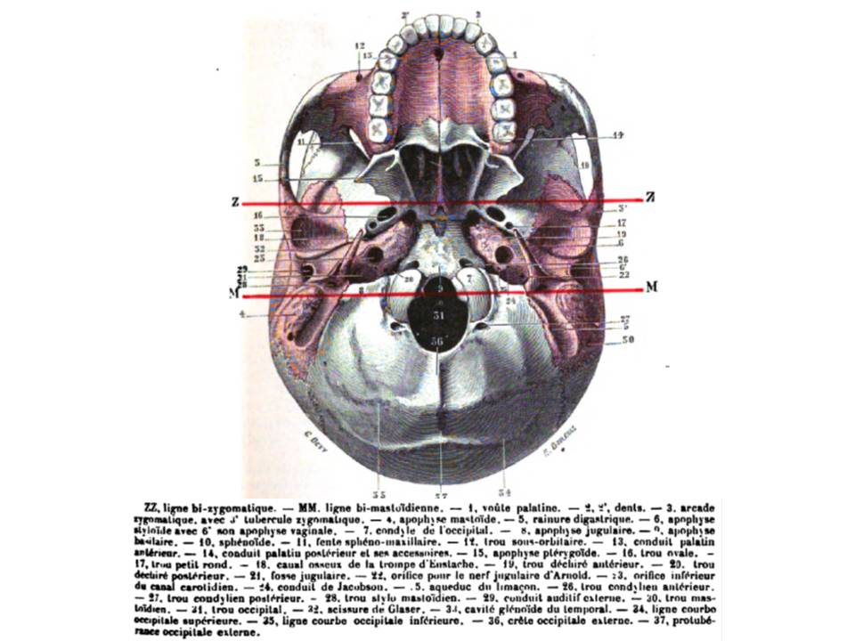 File:Anatomia del cuore.jpg - Wikiversità