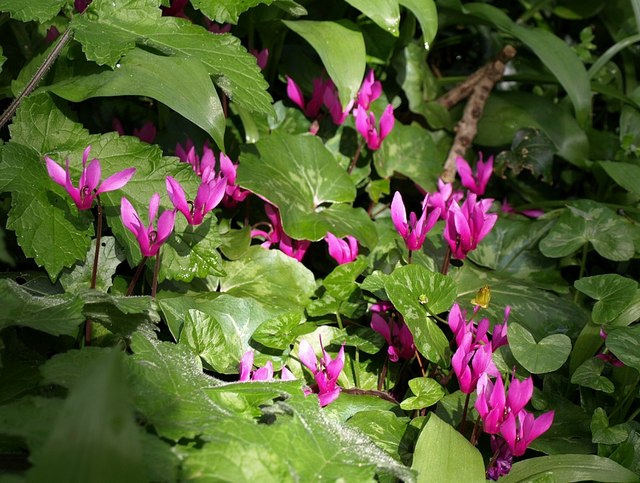 File:Cyclamen, Torre - geograph.org.uk - 760711.jpg