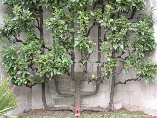 Arbres fruitiers pour petit jardin : lesquels choisir et où les