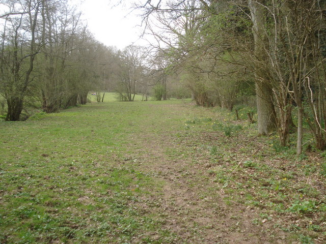 File:Daffodil Way at the edge of Allum's Grove - geograph.org.uk - 769234.jpg