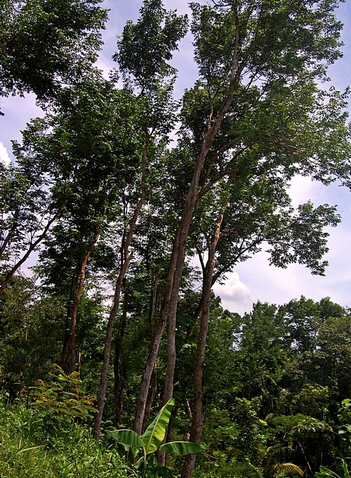 Forest stand. Дерево сал. Дальбергия индийская саженцы.