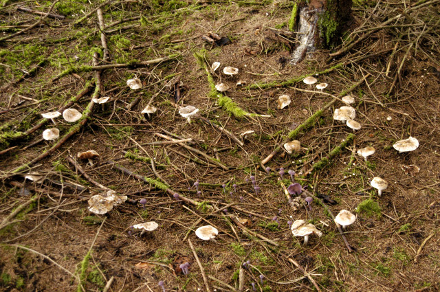 File:Fairy ring - Lindsey.jpg