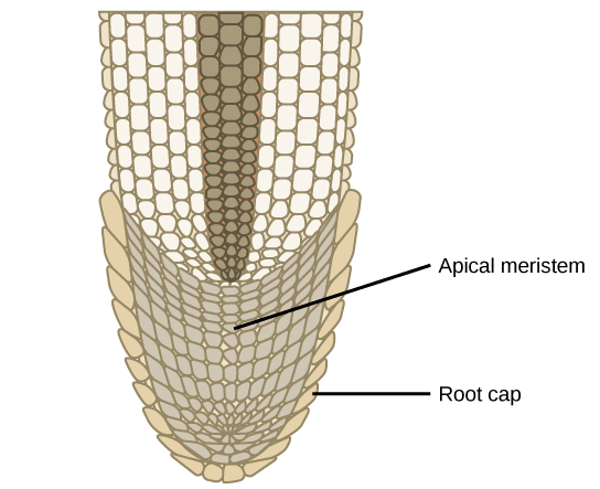 Meristema apical de raíz