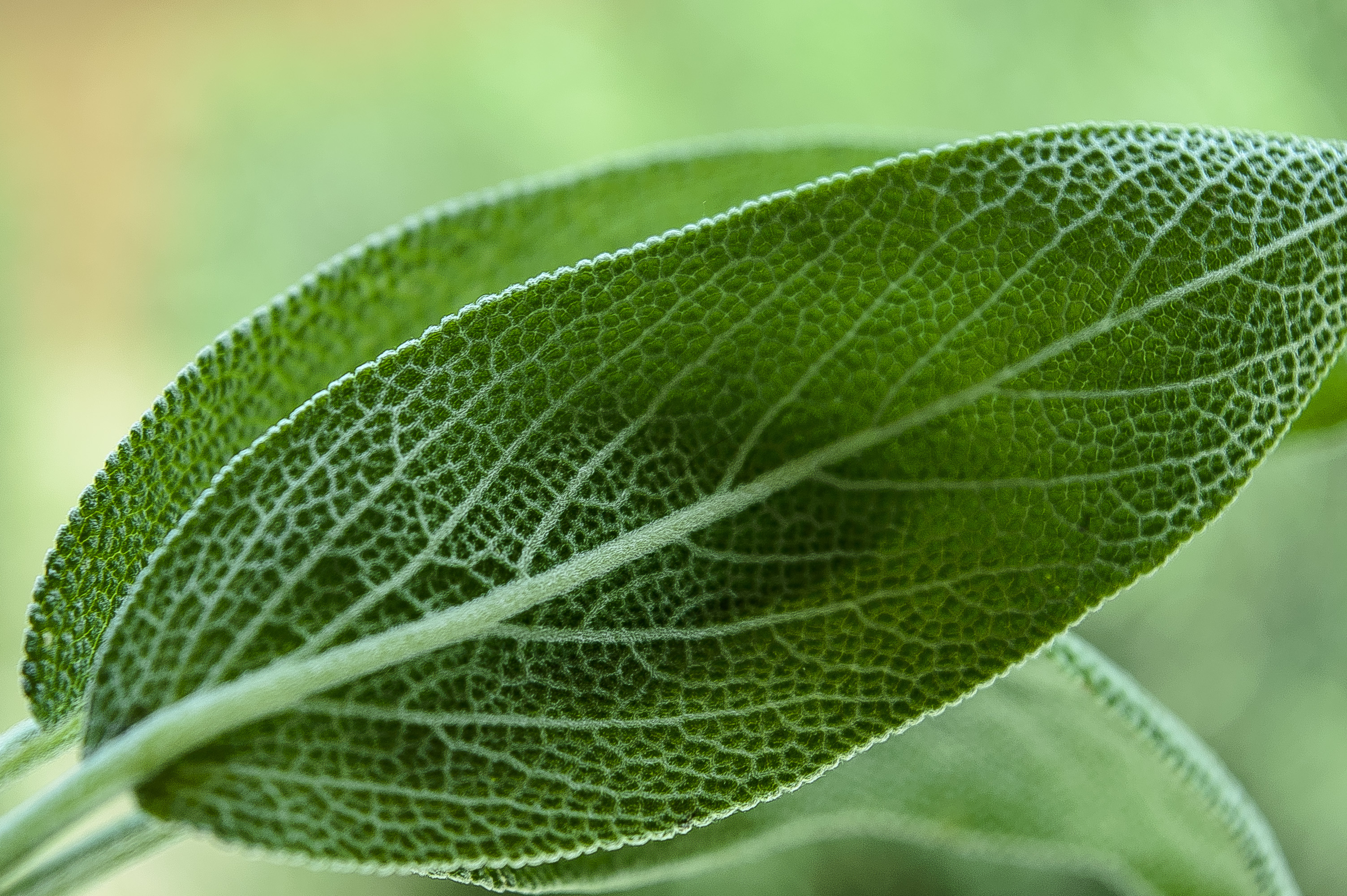 Листья шалфея. Salvia officinalis лист. Шалфей лекарственный листья. Шалфей листочки. Листьев шалфея лекарственного.