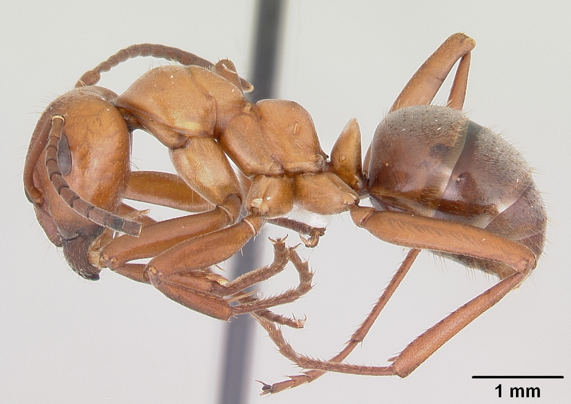 Профильный аид муравья. Raptiformica sanguinea. Veromessor pergandei. Раб муравей f. Fusca.
