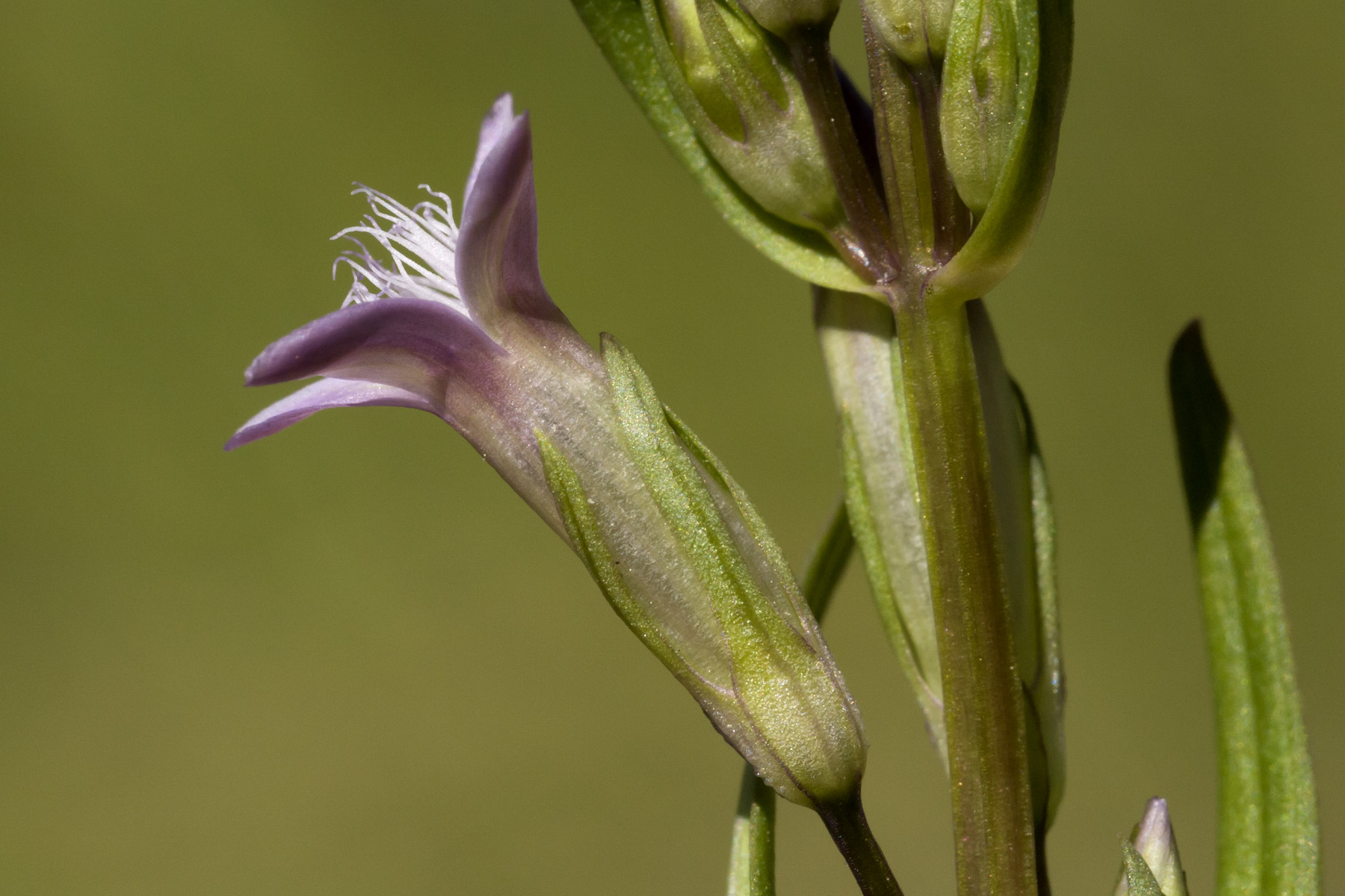 Acuta латынь. Gentianella. Гентианелла anisodonta. Сифанта Акута. Wahlenbergia pygmaea subsp. Tararua.