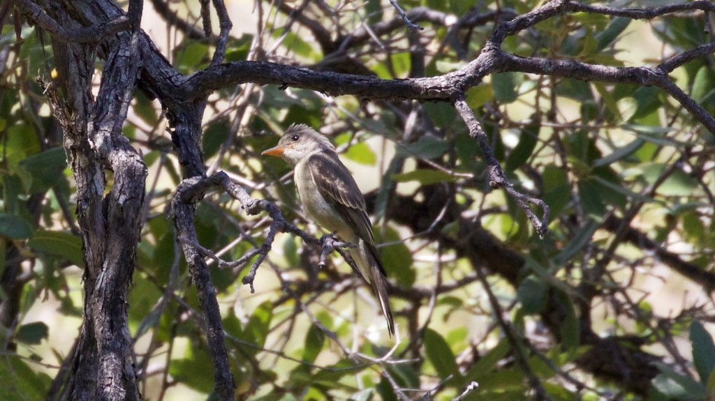 Greater Pewee - Hunter Canyon - Sierra Vista -AZ - 2015-10-03at13-16-046 (21631666854).jpg