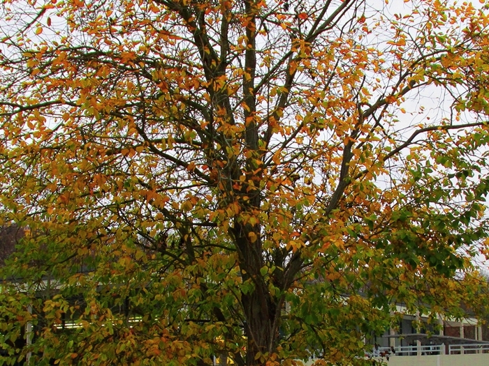 File:Herbst im Favoritepark - panoramio.jpg - Wikimedia Commons.