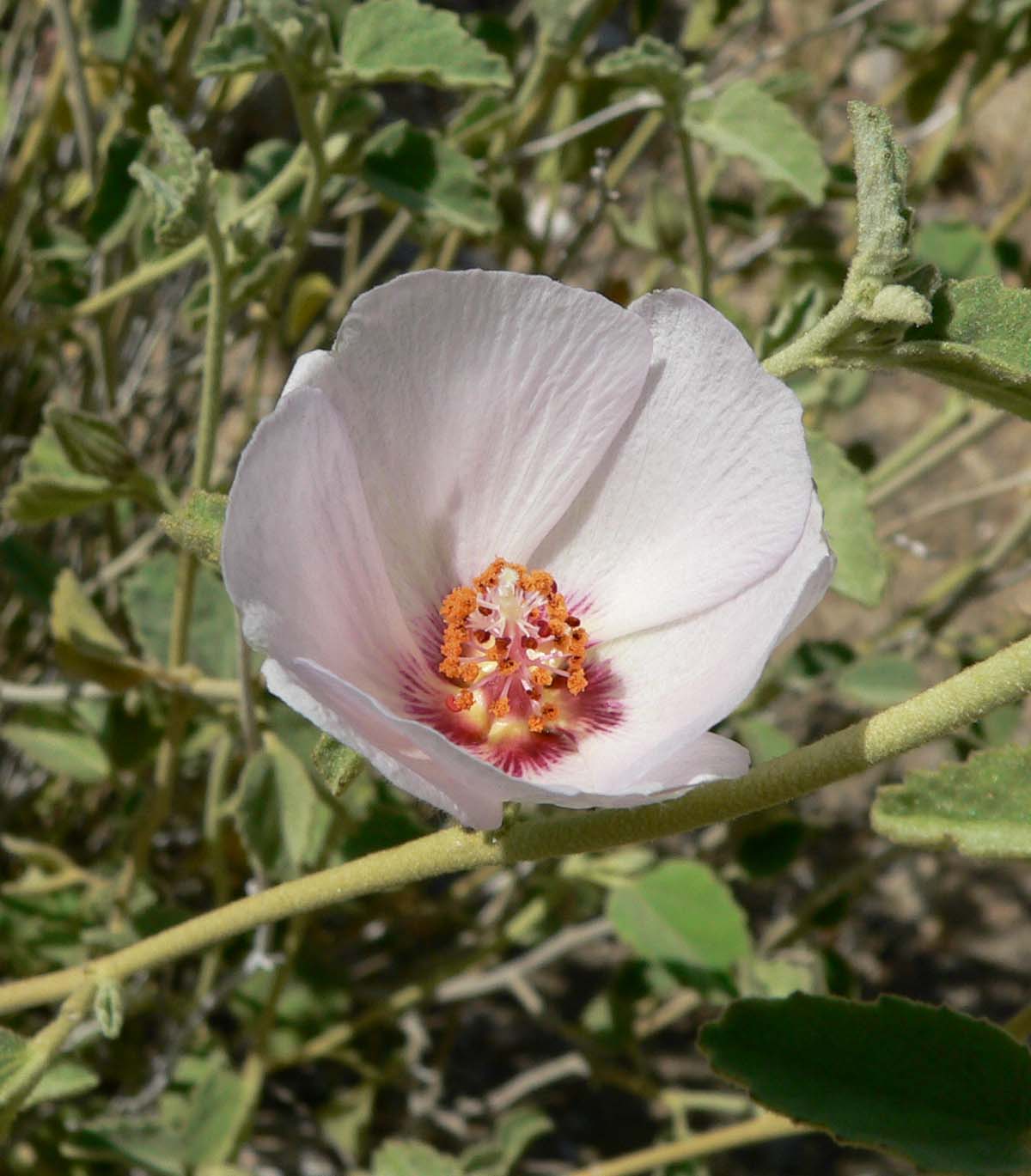 Hibiscus denudatus | Paleface | Rock Hibiscus | plant lust