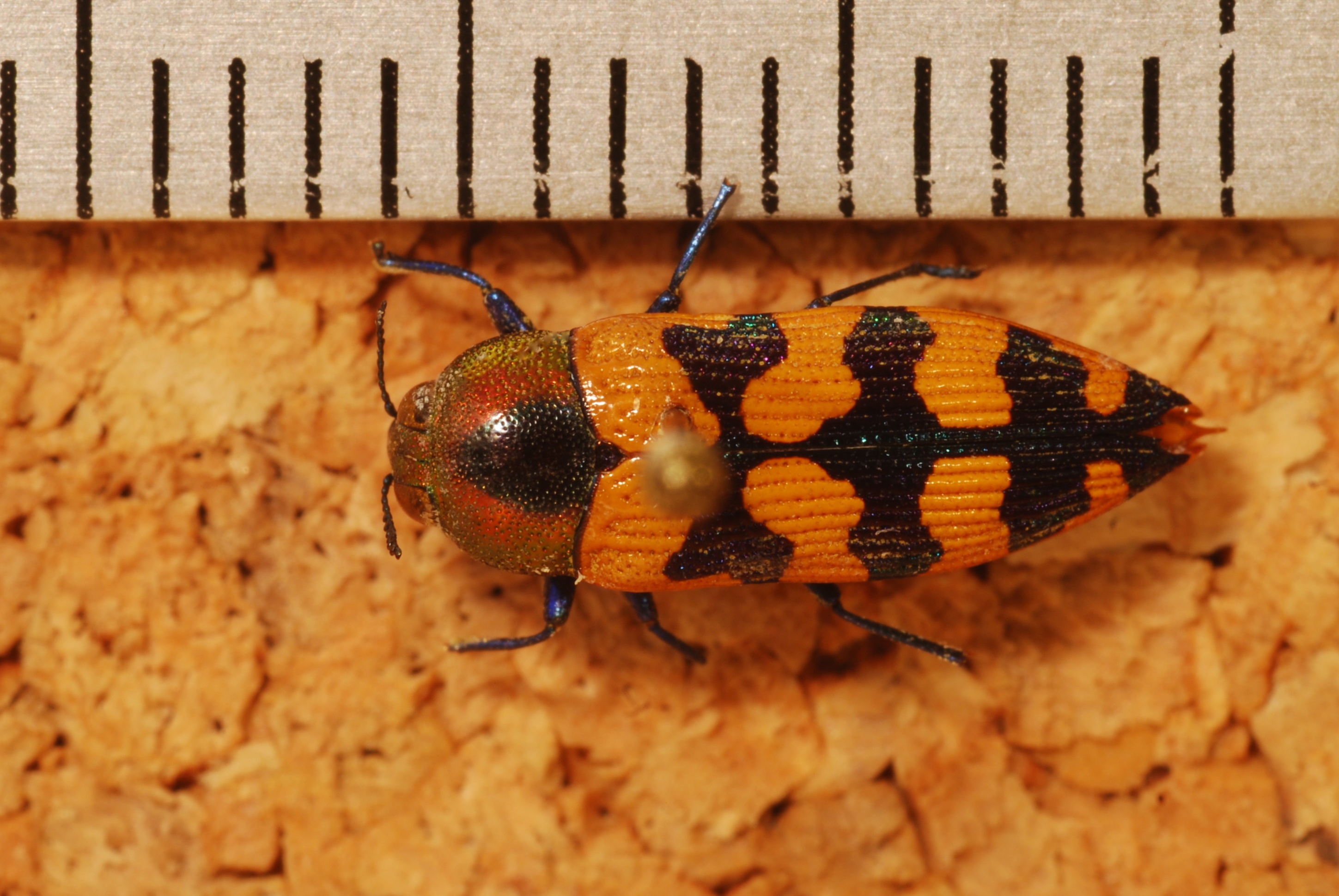 Jewel Beetle (Castiarina sp.) (8281593504).jpg