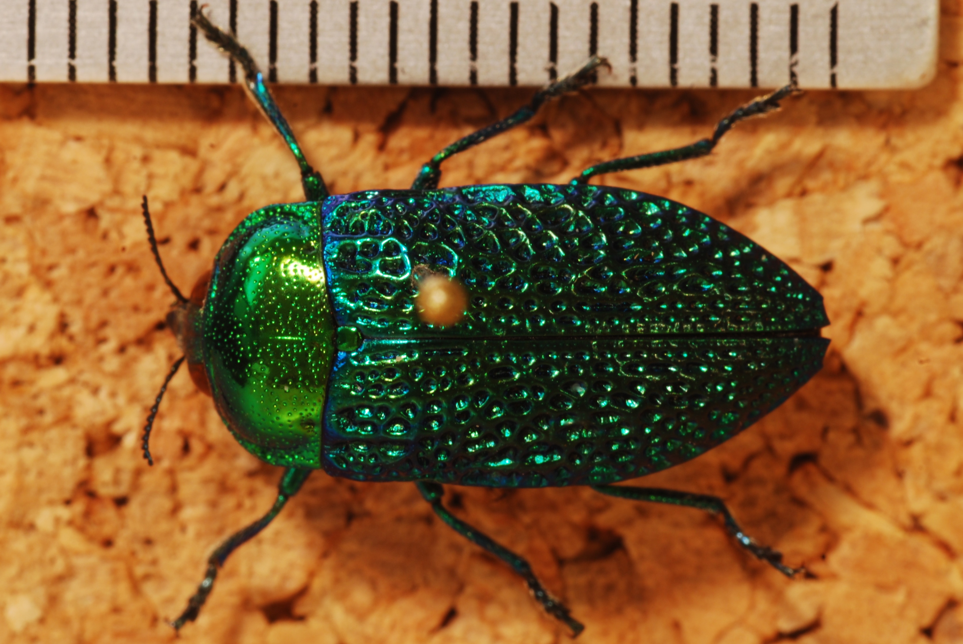 Jewel Beetle (Stigmodera gratiosa) (8272945284).jpg