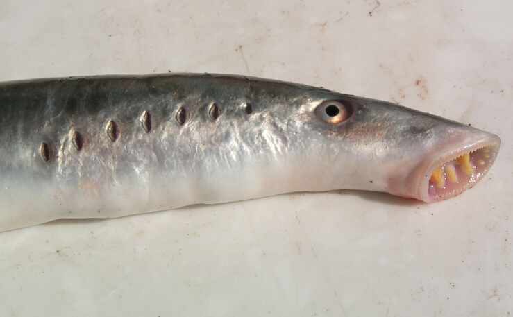 lampreia - Peixes sem mandíbulas - Classificação dos Peixes - Classe e Características