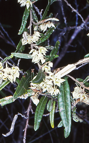 File:Lasiopetalum parviflorum.jpg