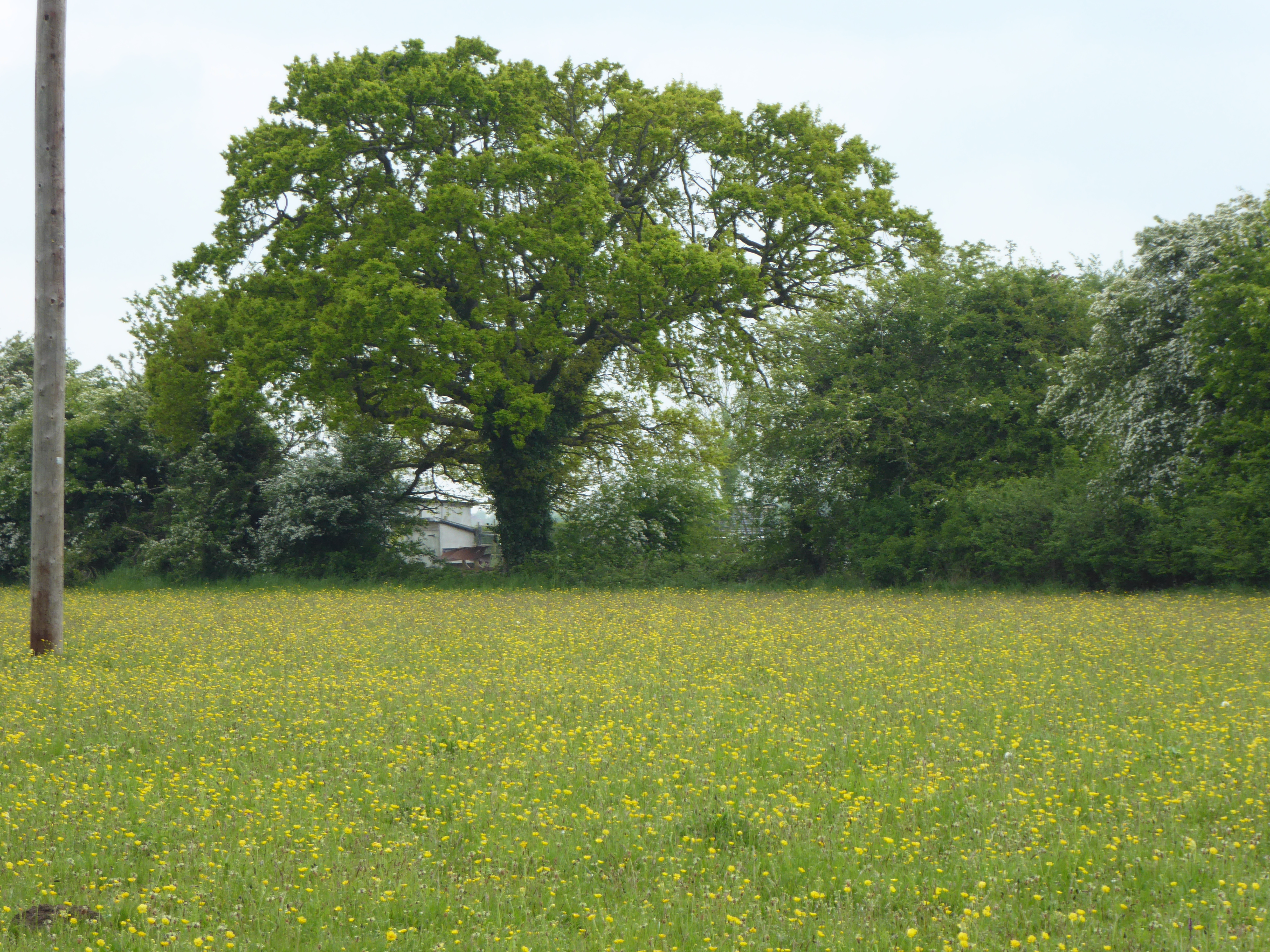 Laurel Farm Meadow