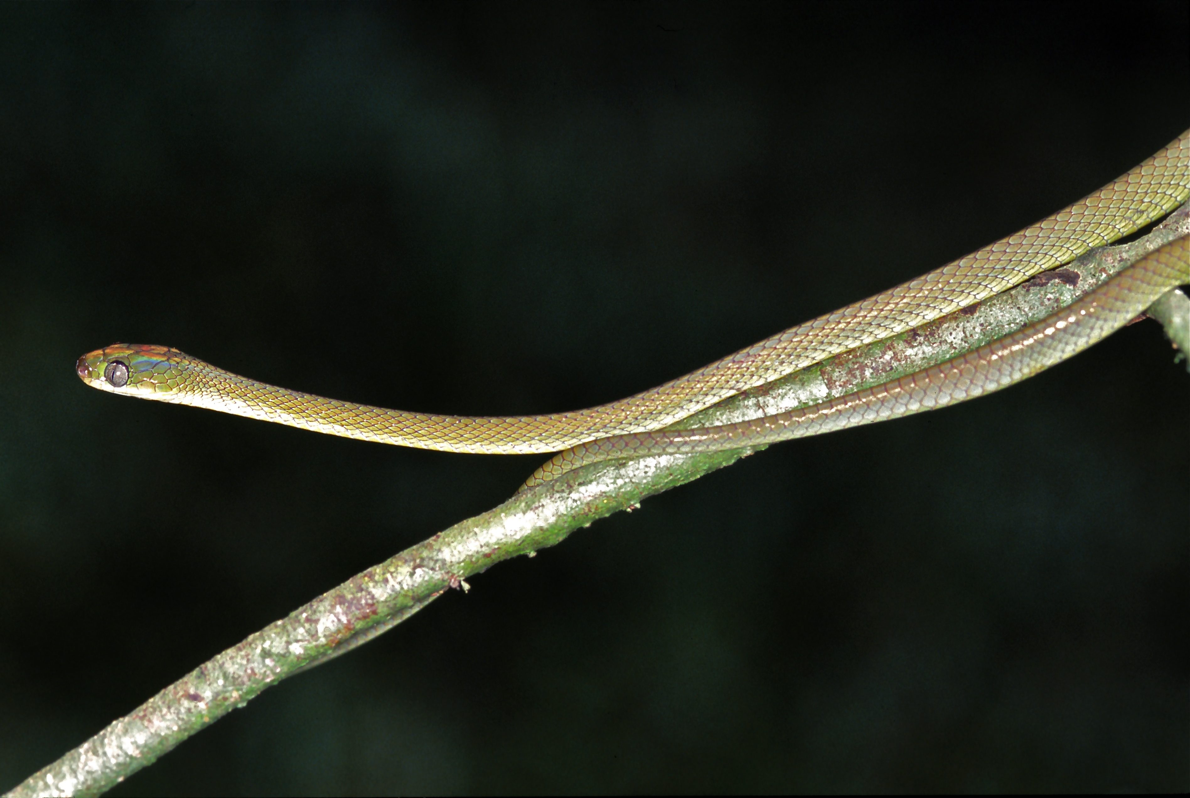 Laurent's Tree Snake (Dipsadoboa viridis) (7644785232).jpg