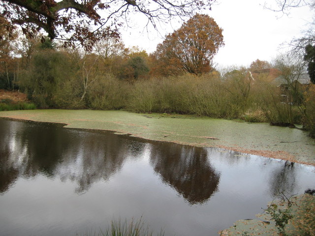 File:Littleworth Common, The eastern pond - geograph.org.uk - 1047532.jpg