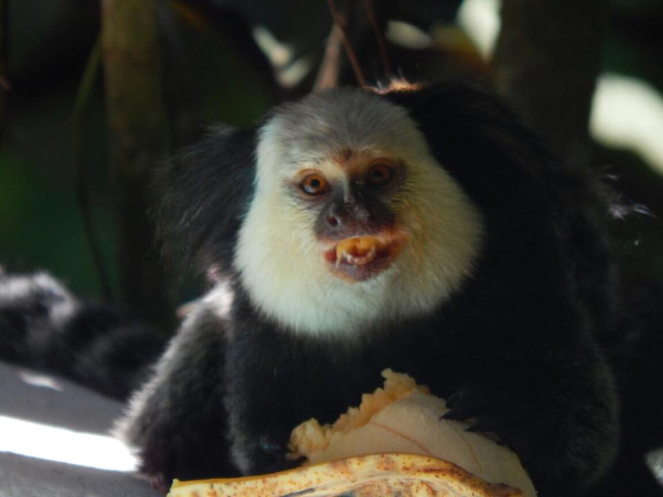 File:Macaco Sagui.jpg - Wikimedia Commons