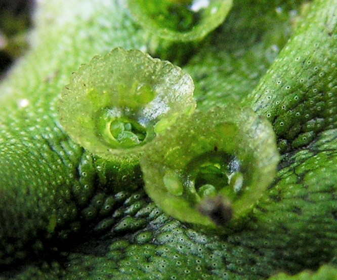 File:Marchantia polymorpha20090914 175.jpg