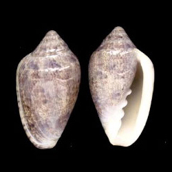 <i>Marginella broderickae</i>