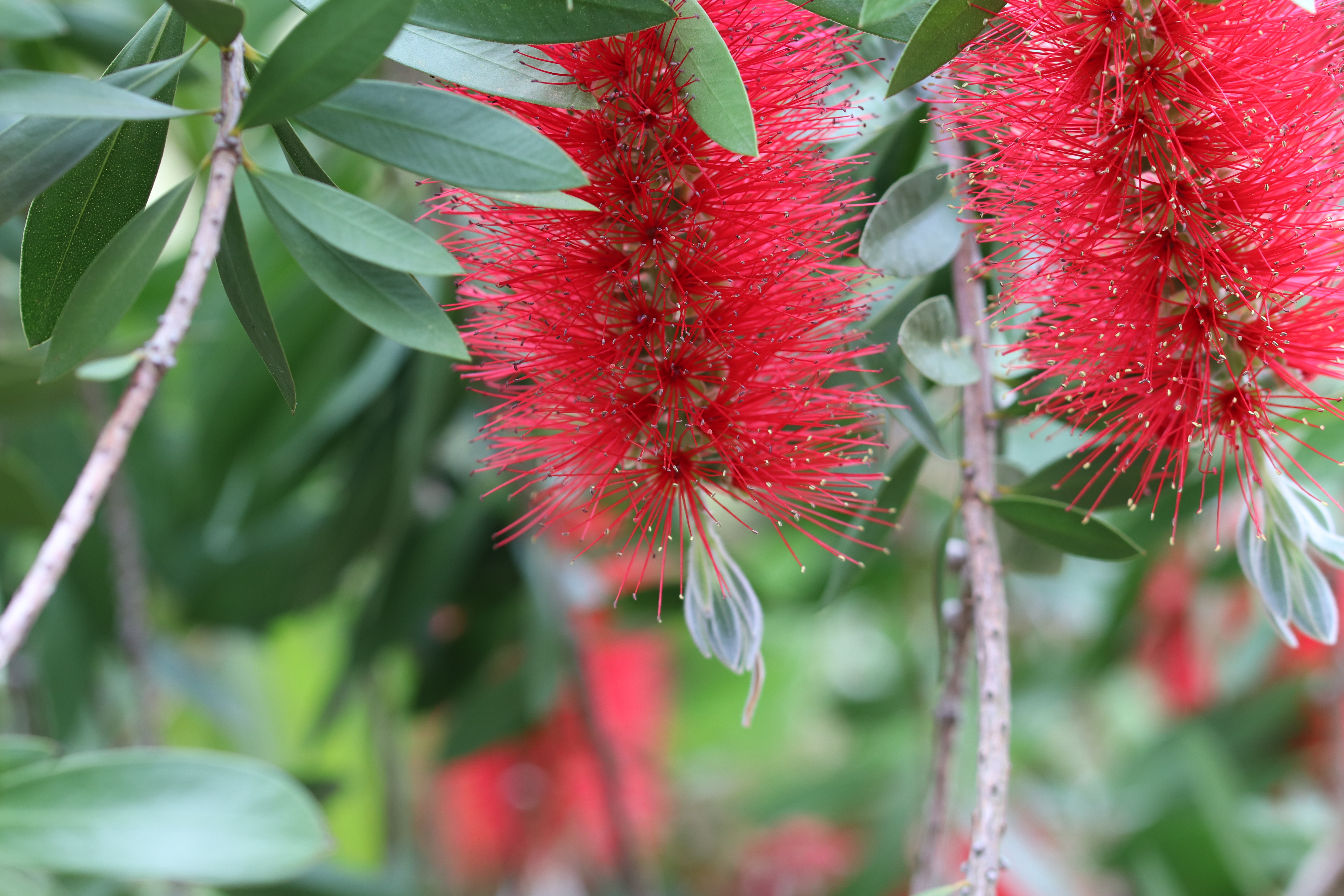 Callistemon - Wikipedia