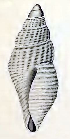 <i>Mitromorpha axicostata</i> Species of gastropod