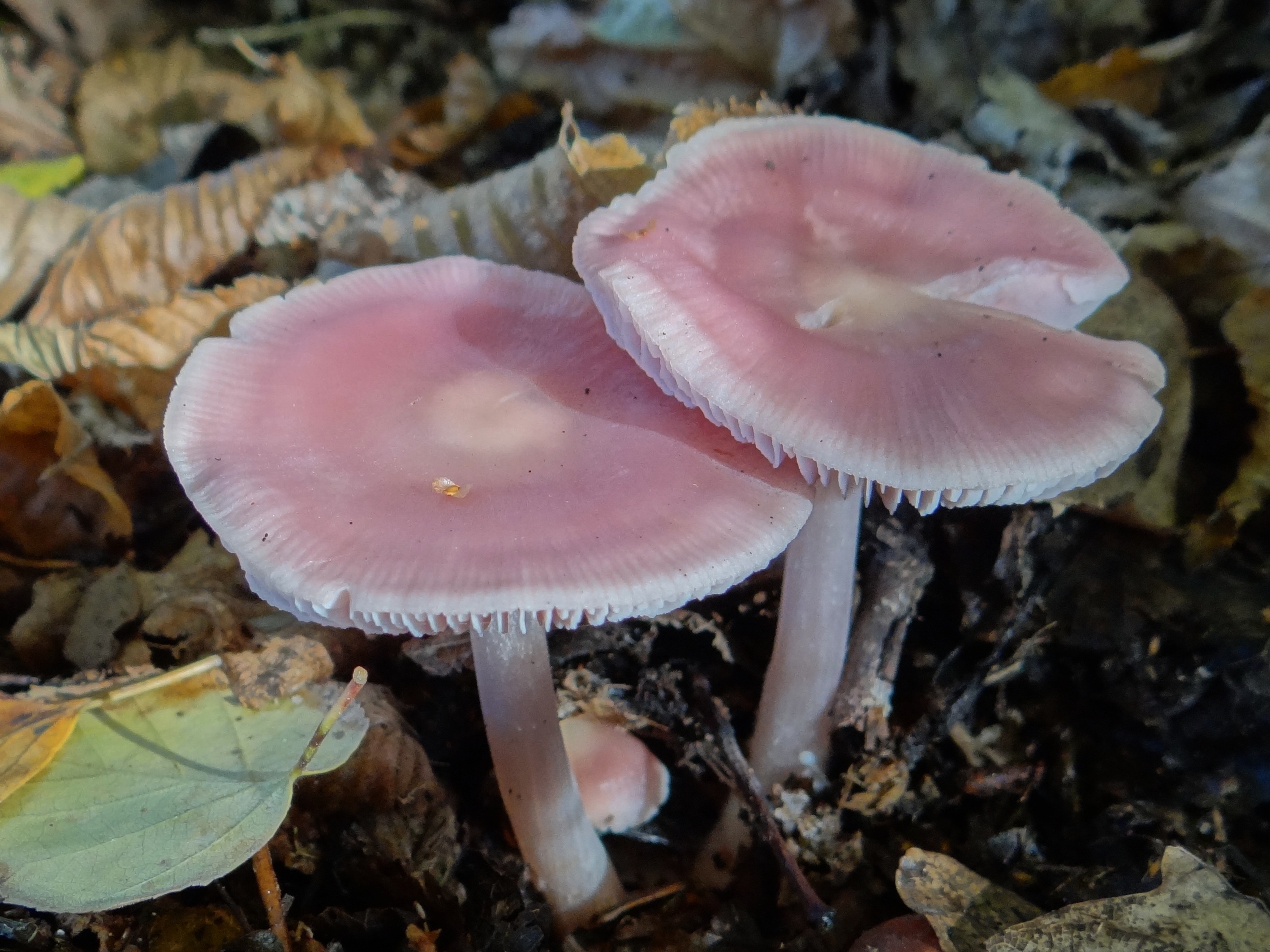 Mycena rosea грибы