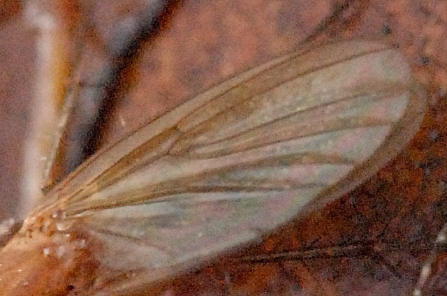 File:Mycetophila.fungorum.wing.detail.jpg