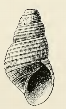 Odostomia hypocurta 001.png