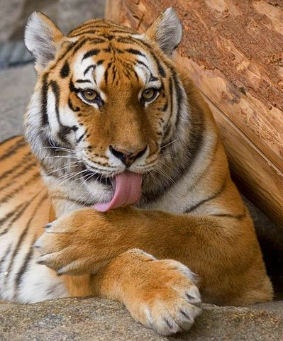 File:Panthera tigris cropped.jpg