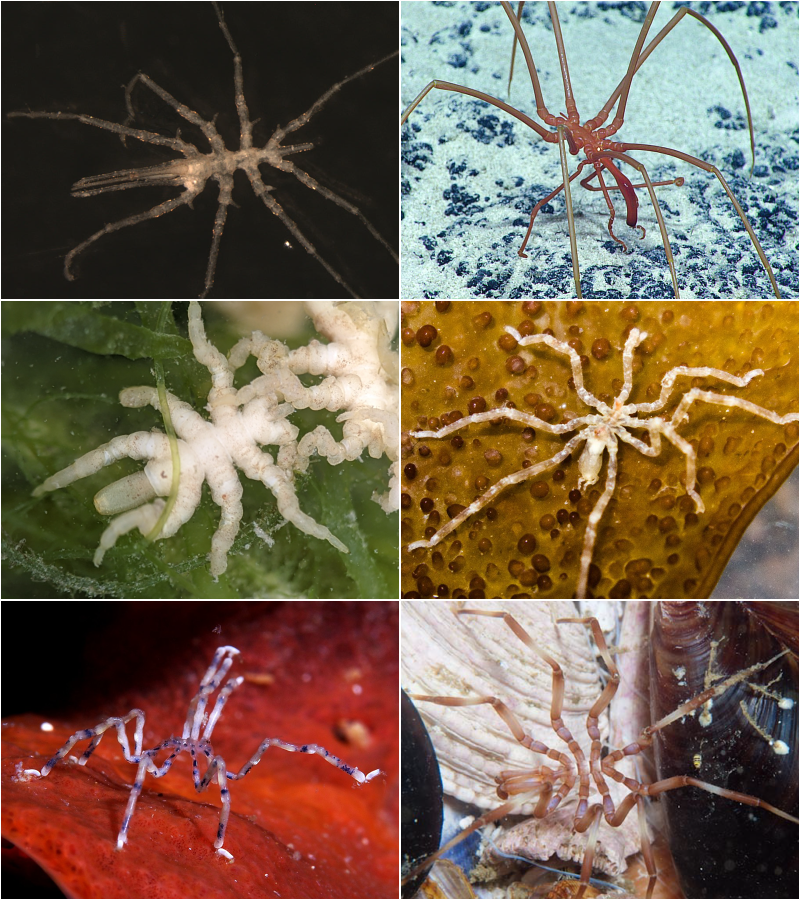 giant sea spider like organism in antarctic waters